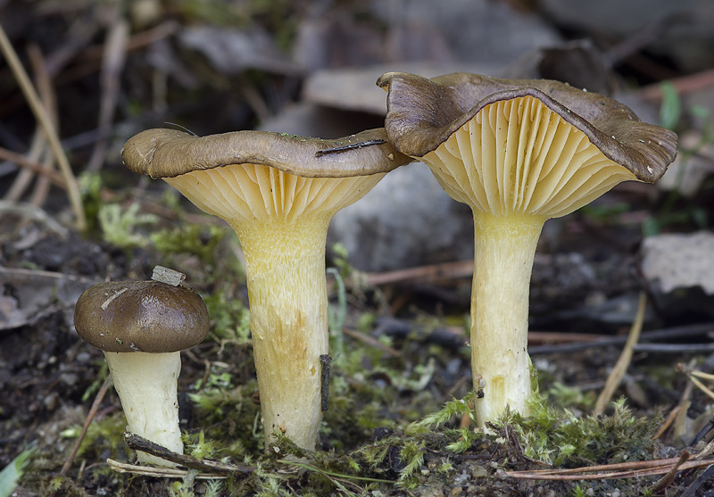 Hygrophorus hypothejus